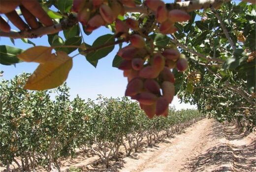 آغاز برداشت پسته از باغات استان کرمانشاه