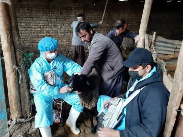 پوشش ۹۴ درصدی واکسیناسیون طاعون نشخوارکنندگان کوچک در قزوین