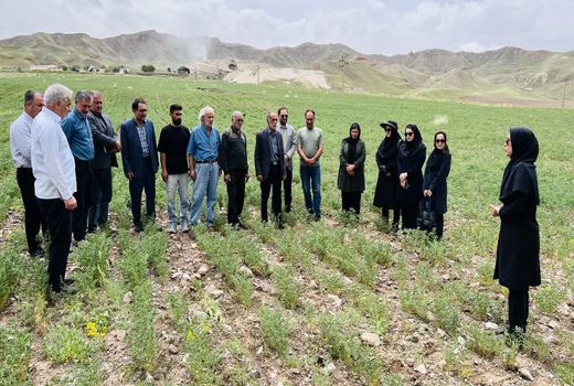 ترویج کشت مستقیم نخود در دیمزارهای میانه