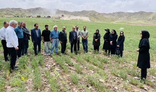 ترویج کشت مستقیم نخود در دیمزارهای میانه