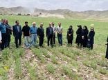 ترویج کشت مستقیم نخود در دیمزارهای میانه