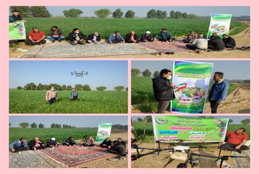 آشنایی کشاورزان هندیجانی با کنترل زنگ زرد گندم