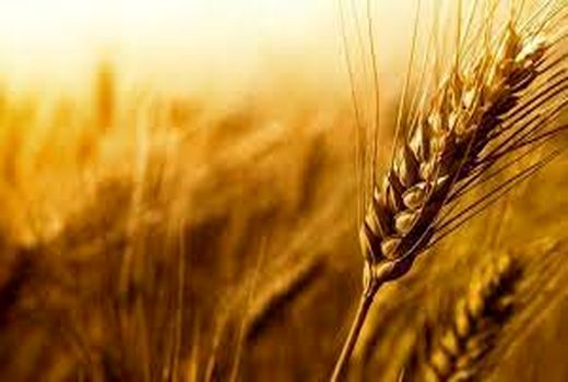 تدارک 400 هزار تن بذر گواهی شده گندم برای سال زراعی آینده