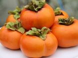 آغاز برداشت خرمالو در استان گیلان
