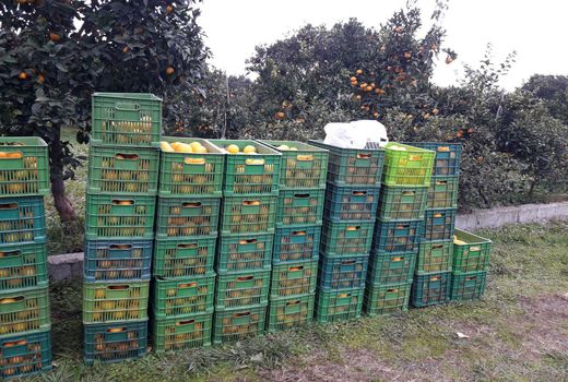 آغاز خرید توافقی مرکبات در شمال کشور

