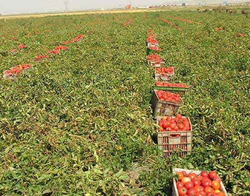 آغاز برداشت گوجه فرنگی از مزارع استان بوشهر
