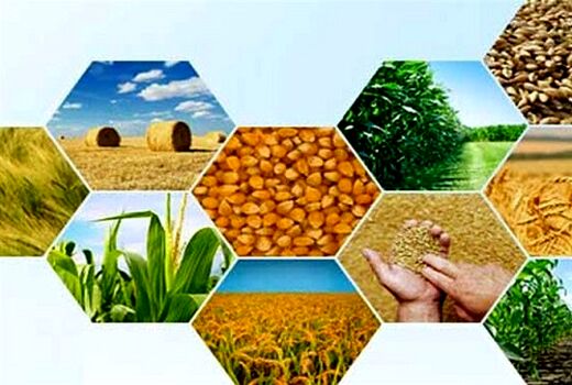 نیرو انسانی، خط مقدم تولید محصولات کشاورزی