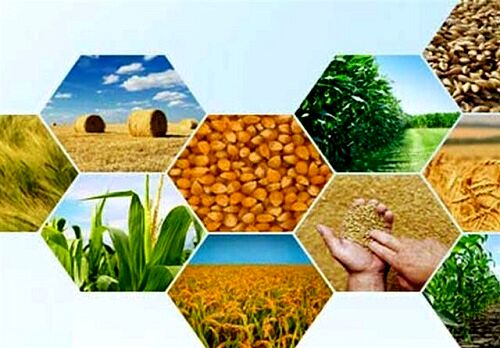 نیرو انسانی، خط مقدم تولید محصولات کشاورزی