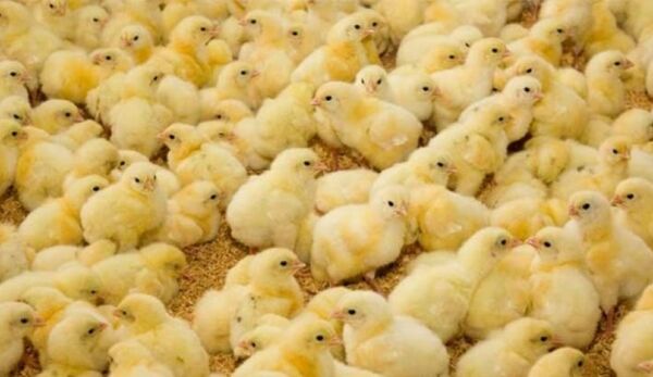 ۹۳ میلیون قطعه جوجه یک‌روزه در آذربایجان‌غربی تولید شد