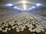 31 درصد مرغداری‌ها غیرفعال شدند