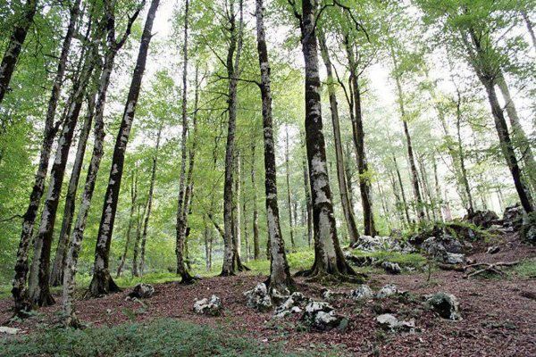 طبیعت از من آغاز میشود