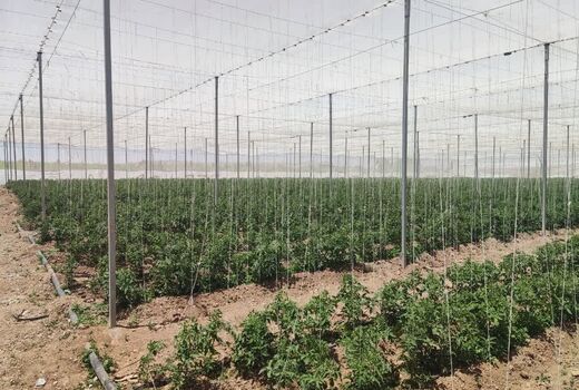 ظرفیت‌های کشاورزی دانش‌بنیان استان قزوین در معرض ارزیابی هیئت تجاری استان واسط عراق