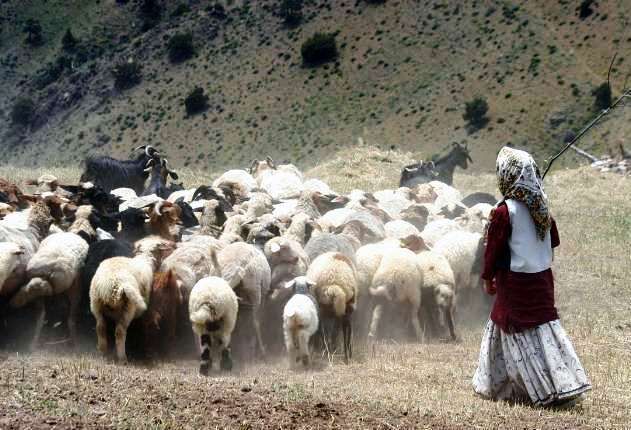 هدف گذاری برای خرید 50 هزار راس دام مازاد برنیاز عشایر آذربایجان شرقی