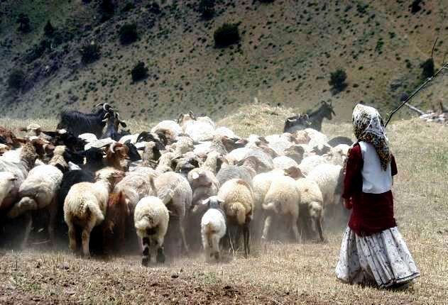 هدف گذاری برای خرید 50 هزار راس دام مازاد برنیاز عشایر آذربایجان شرقی