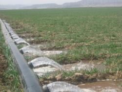 آموزش آبیاری سطحی برای کارشناسان پهنه جهاد کشاورزی قزوین