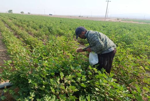 رها سازی 800 هزار زنبور براکون در مزارع زرین دشت