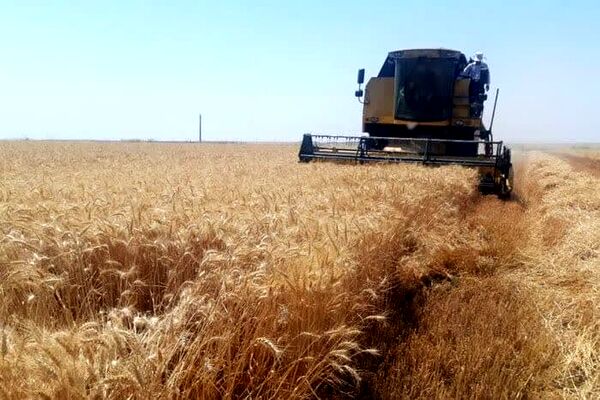 افزایش ۲۰ درصدی تولید گندم در چهارمحال و بختیاری