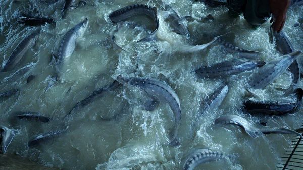 ثروت خاویاری ایران در کهگیلویه و بویراحمد