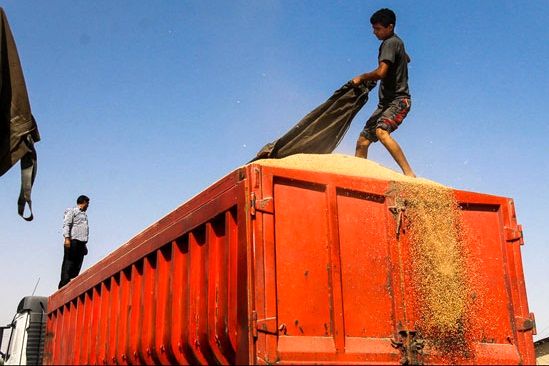 جمع آوری گندم های در معرض سیل در شمال فارس