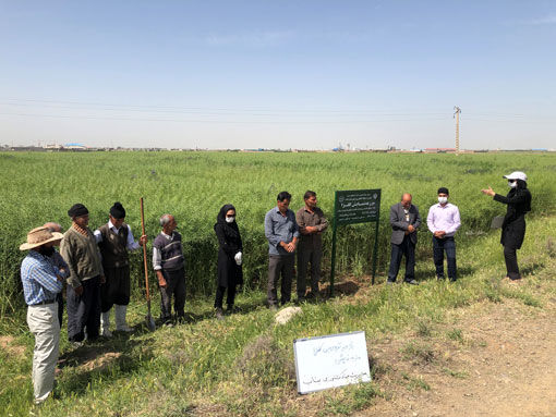 برگزاری کارگاه آموزشی آشنایی با آفات و بیماری های کلزا در جهادکشاورزی شهرستان بناب