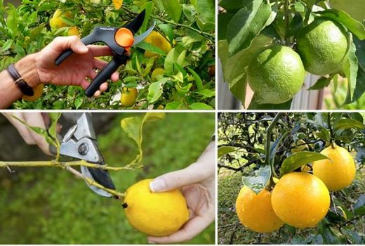 آغاز برداشت مرکبات در خراسان جنوبی