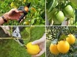 آغاز برداشت مرکبات در خراسان جنوبی