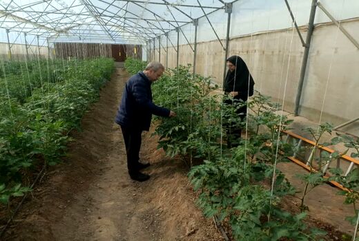 کاهش وابستگی به واردات با تولید بذر هیبریدی گیاهان گلخانه‌ای