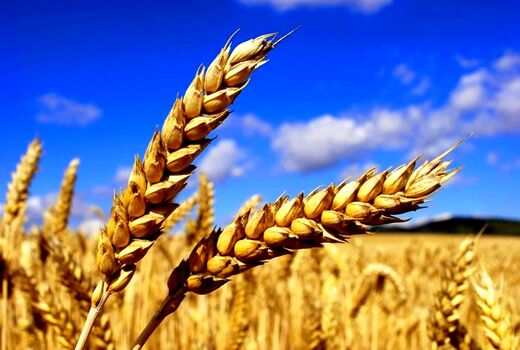 
دومین ماه برداشت گندم/ خرید تضمینی از یک میلیون تن گذشت