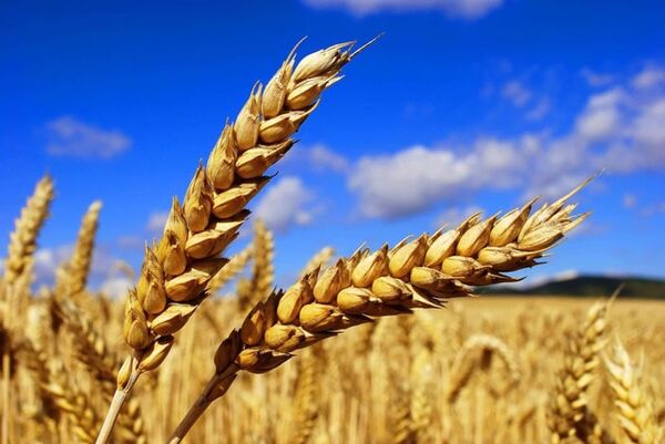 
دومین ماه برداشت گندم/ خرید تضمینی از یک میلیون تن گذشت