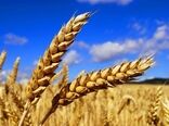 
دومین ماه برداشت گندم/ خرید تضمینی از یک میلیون تن گذشت
