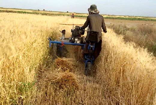 آغاز خرید تضمینی جو از بهره برداران در استان اصفهان