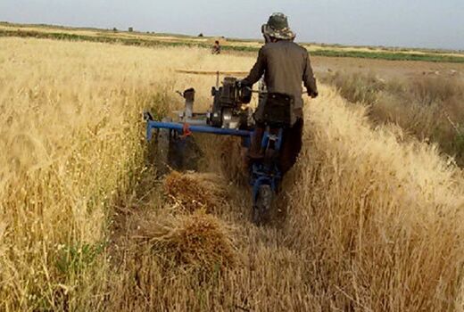 آغاز خرید تضمینی جو از بهره برداران در استان اصفهان