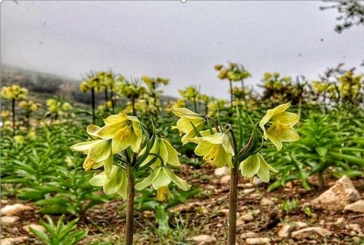 ۱۸ هکتار رویشگاه لاله واژگون در خراسان شمالی 