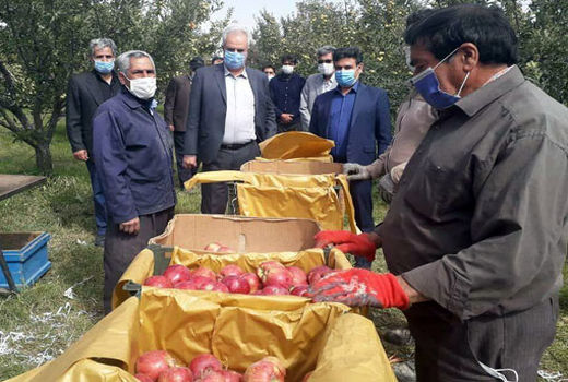 برداشت ۳۰۰ هزار تن سیب درختی در شهرستان مراغه