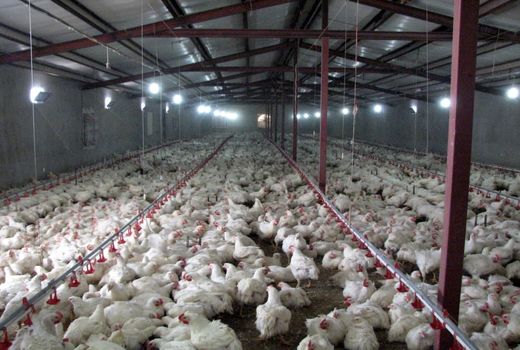 طرح پایش بهداشتی مرغداری های قزوین اجرا شد