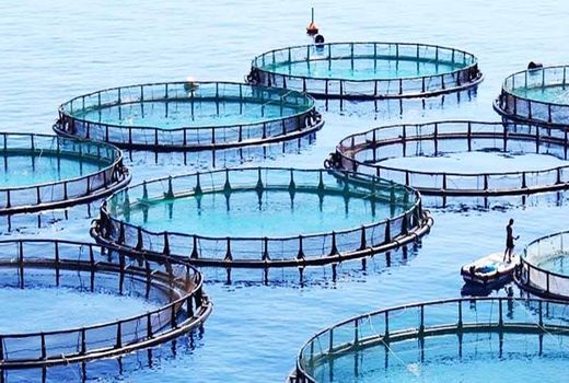 تجهیز ردیف بودجه اختصاصی شیلات در راستای توسعه دریا محور الزامی است