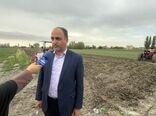 کشت بیش از 73هزار هکتار حبوبات در دیم زارهای آذربایجان غربی