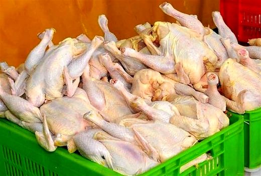 تکذیب پرکشیدن قیمت مرغ در اصفهان
