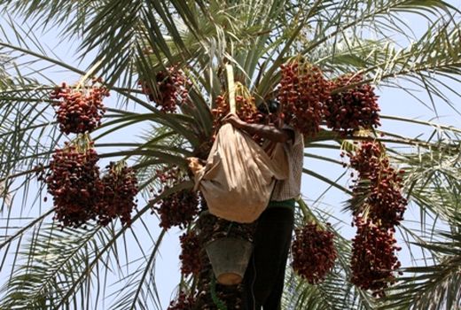 آغاز مبارزه با آفت زنجره خرما در باغات شهرستان نرماشیر
