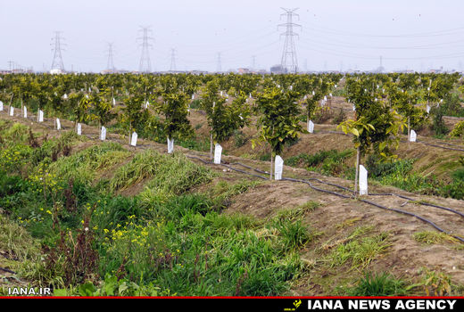 کاشت هزار نهال جریمه یک واحد صنعتی آلاینده هوا
