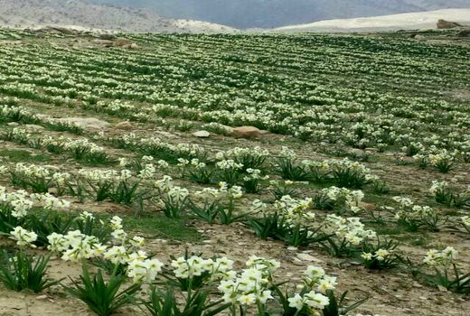 پرداخت 6 میلیارد تومان تسهیلات بانکی اشتغال روستایی 