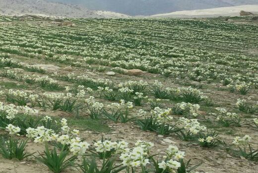 پرداخت 6 میلیارد تومان تسهیلات بانکی اشتغال روستایی 