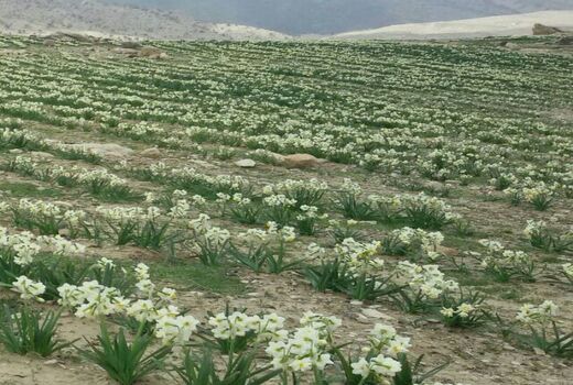 پرداخت 6 میلیارد تومان تسهیلات بانکی اشتغال روستایی 