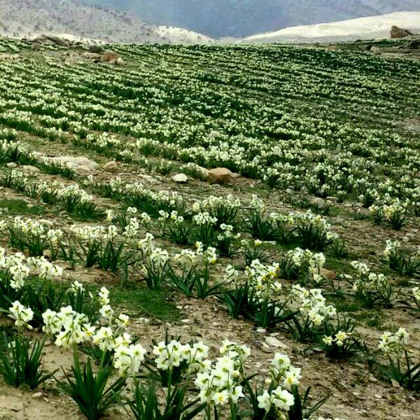 پرداخت 6 میلیارد تومان تسهیلات بانکی اشتغال روستایی 