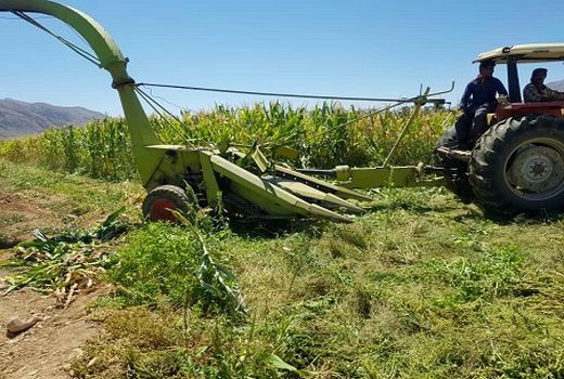 پیش‌بینی تولید 6600تن ذرت علوفه ای در خرامه