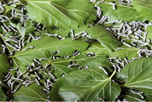 فعالیت ۴ هزار نفر از مردم خراسان شمالی در فرایند تولید پیله ابریشم