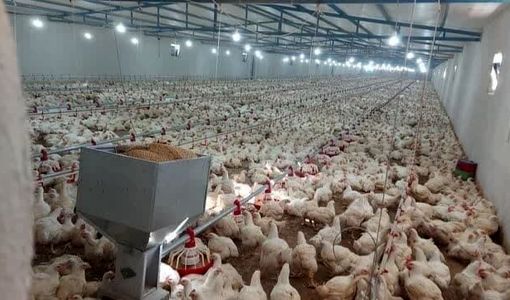 تولید گوشت مرغ در استان قزوین ۴۰ درصد فراتر از نیاز مصرفی استان