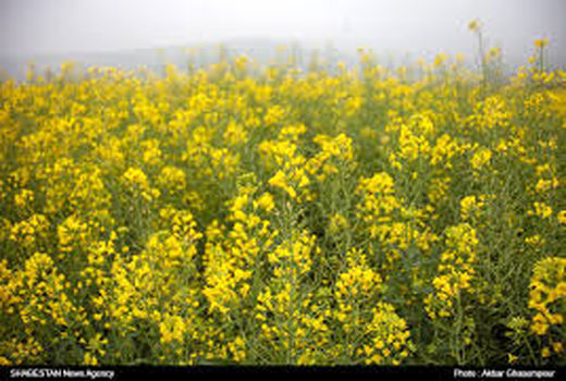 مقابله با علفهای هرز در مزارع کلزای خرمشهر