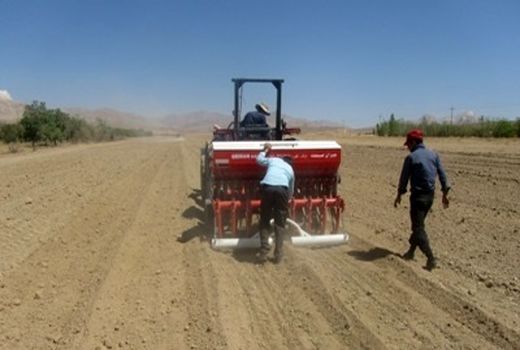 43 هزار هکتار از اراضی سپیدان زیرکشت انواع محصولات زراعی 