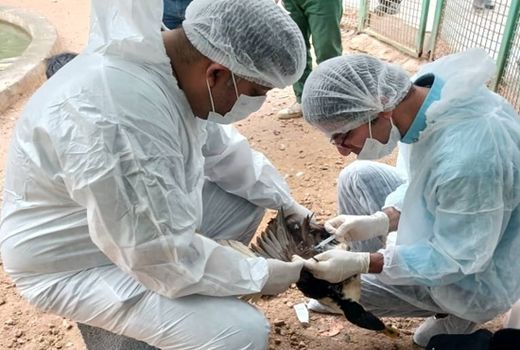 اجرای طرح پایش بیماری آنفلوآنزای پرندگان در بوشهر